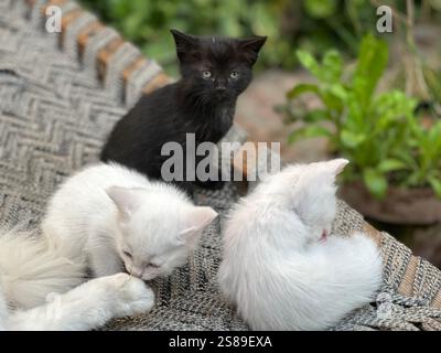 Adorabili gattini persiani sull'albero: Simpatici gatti bianchi e neri con occhi blu e verdi Foto Stock