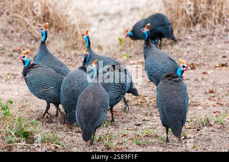 Gruppo di guineafowl (Numida meleagris), riserva nazionale Maasai Mara, Kenya, Africa Foto Stock