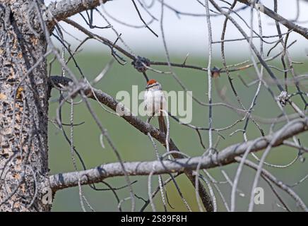 Chipping Sparrow in a Pine Tree nel parco nazionale di Yellowstone, Wyoming Foto Stock