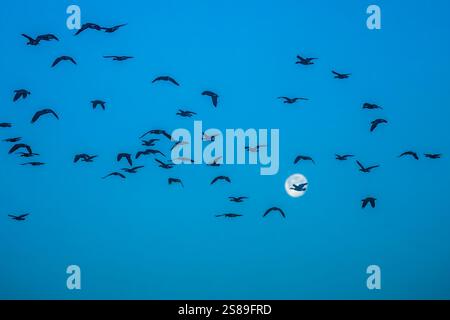 Oche del Canada in volo, cielo, luna Foto Stock