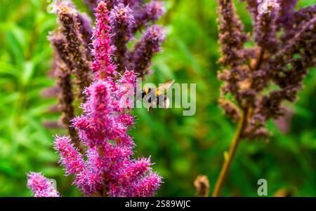 Primo piano di un Bumblebee sui vibranti fiori rosa Astilbe in un giardino estivo Foto Stock