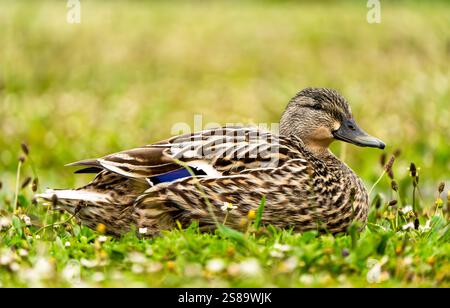 Anatra Mallard femminile riposa su un lussureggiante letto floreale Foto Stock