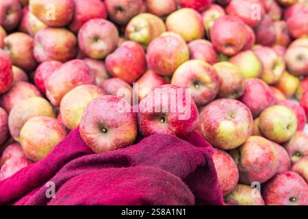 Raiyar Beruwa, Khan Sahib Tehsil, Jammu e Kashmir, India. Mele appena raccolte. Foto Stock