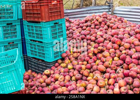Raiyar Beruwa, Khan Sahib Tehsil, Jammu e Kashmir, India. Mele appena raccolte. Foto Stock