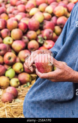 Raiyar Beruwa, Khan Sahib Tehsil, Jammu e Kashmir, India. Mele appena raccolte. Foto Stock