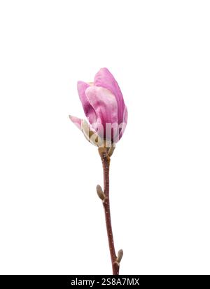 Gambo singolo con una fessura isolata in gemma di fiori di magnolia rosa Foto Stock