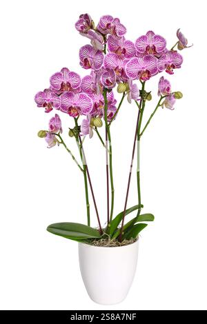 Fiore di Orchidea Moth viola per tutta la lunghezza in una fessura isolata in vaso bianco su bianco Foto Stock