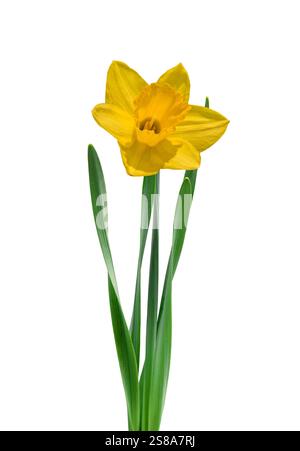 Intaglio isolato di fiori di narcisi a molla gialli su bianco Foto Stock