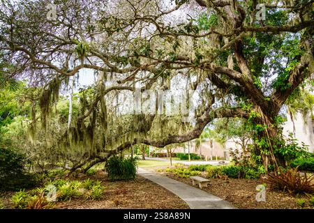 Sentiero panoramico per passeggiate in un parco di Sarasota, Florida Foto Stock