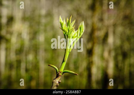 Primo piano di un germoglio con fiori di rododendro sullo sfondo Foto Stock