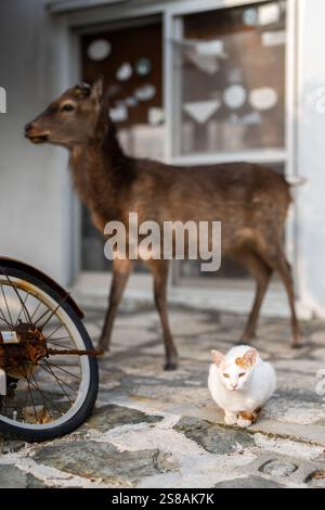 Un gatto e un cervo selvatico chiamato Keramajika in una casa privata sulla spiaggia senza gente in primavera sull'isola Aka, il villaggio di Zamami, la prefettura di Okinawa, Ja Foto Stock