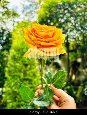 Una rosa gialla perfetta: Luminosa e sorprendente Foto Stock