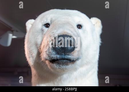 Tassidermy Polar Bear - Norvegia Foto Stock