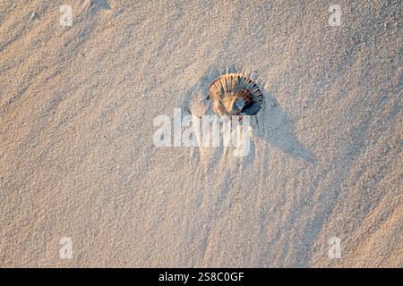 Conchiglia sulla spiaggia sabbiosa, dettaglio ravvicinato, ambiente naturale naturale naturale, stile di vita costiero della spiaggia, vacanze estive Foto Stock