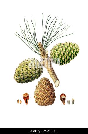 Pinie, Italienische Steinkiefer, Mittelmeer-Kiefer oder Schirm-Kiefer, Pinus pinea, pino italiano, pino mediterraneo, pino ombrello e pino ombrello, Baum, digital verbesserte Reproduktion eines original von Aylmer Bourke Lambert 1761 - 1842, englischer Botaniker, erschienen um 1810 Foto Stock
