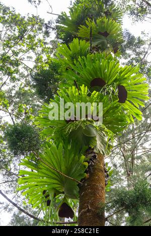 Felci di Staghorn, pianta di superbum di Platycerium, multiple on Tree, stazione centrale di K'gari, isola di Fraser, Queensland, Australia Foto Stock
