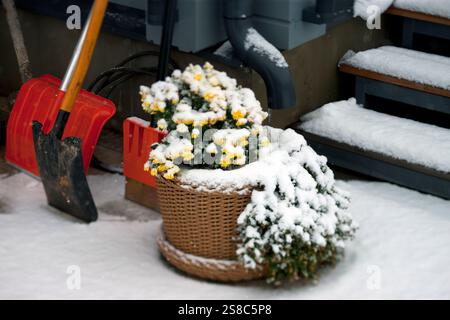 una pianta in vaso ghiacciata e un mucchio di pale, un tiro diurno invernale all'aperto Foto Stock