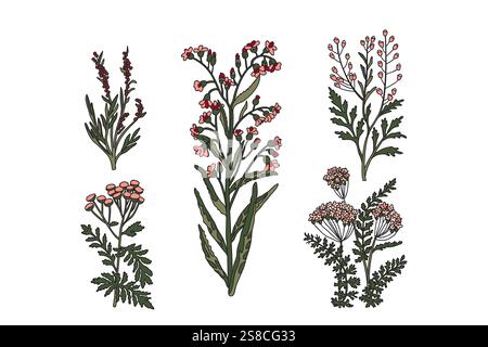 Piante e fiori botanici di colection isolati su sfondo bianco. Illustrazione vettoriale del bouquet di fiori selvatici colorati. Design grafico per Print evita Illustrazione Vettoriale