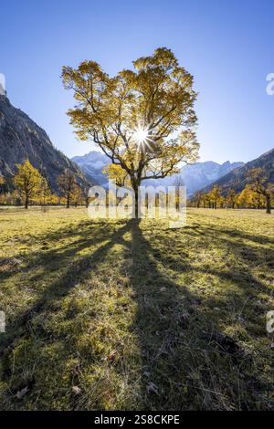 Acero di Sycamore con fogliame giallo autunnale e Solaster endeca, grande base d'acero autunnale, cime rocciose alle spalle, Risstal nell'Ing, Tirolo, A Foto Stock