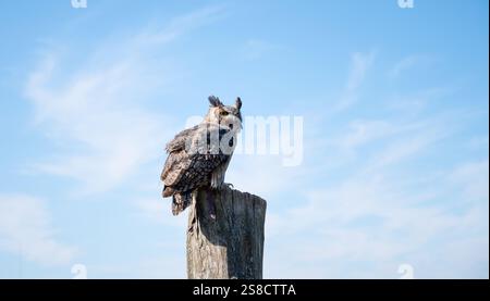 Grande gufo d'aquila corna, fauna selvatica, uccello rapitore su un tronco di albero, habitat, foresta e paesaggio prato Foto Stock
