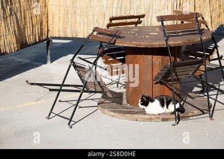 Un gatto bianco e nero è comodamente adagiato sul tavolo di legno Foto Stock