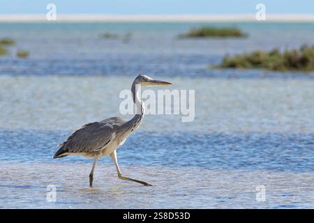 Aironi grigi (Ardea cinerea) in una laguna costiera, Sotavento, Fuerteventura, Isole Canarie, novembre. Foto Stock