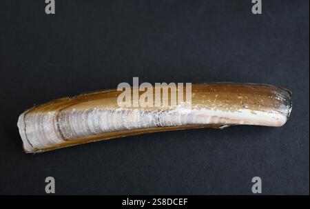 conchiglia di vongole del rasoio Foto Stock