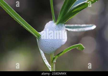 Philaenus spumarius, la rana del prato o la spittlebug del prato, larva nel nido di schiuma Foto Stock