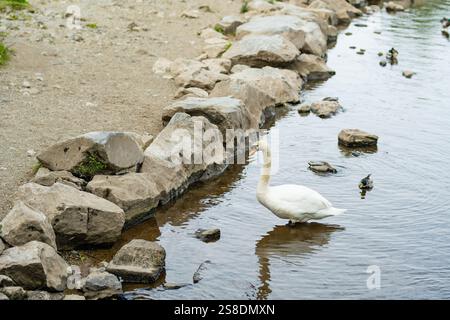 Cigno bianco vicino al castello di Ross, torre risalente al XV secolo e tenuta ai margini di Lough Leane, nel Parco Nazionale di Killarney, Contea di Kerry, Irlanda. Foto Stock