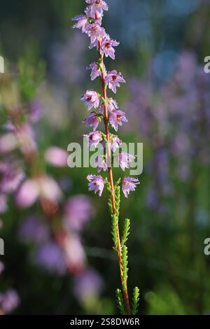 Heather, Calluna vulgaris, conosciuta anche come Common heather o Ling, pianta in fiore selvatica della Finlandia Foto Stock