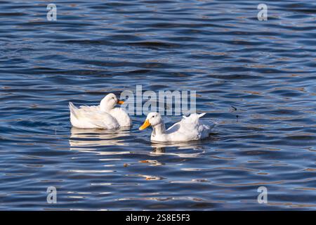 Due anatre bianche nuotano graziosamente sulle dolci increspature del lago Lisi, circondate da una serena atmosfera invernale. La tranquilla scena naturale si trova vicino a Tbili Foto Stock