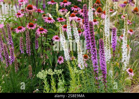 Fiori di biancheria da letto mista al confine del parco pubblico, Roznava, Slovacchia Foto Stock
