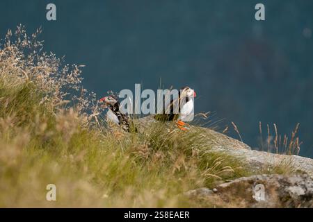 Due pulcinelle di mare dell'Atlantico, Fratercula arctica, arroccate su una scogliera rocciosa erbosa in Norvegia, l'immagine cattura l'essenza di un'avventura su strada, con natu Foto Stock