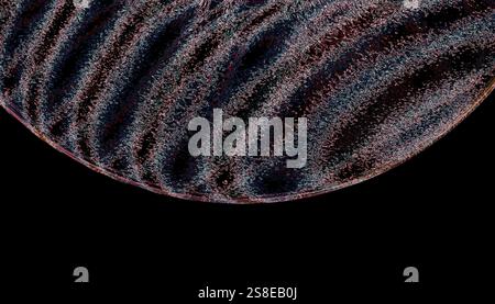 Un primo piano dettagliato e astratto di un motivo a conchiglia testurizzato, che mostra linee e curve intricate in varie sfumature di blu e rosso su una schiena scura Foto Stock
