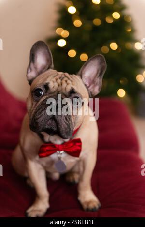 Affascinante Bulldog francese con un papillon rosso, seduta su un cuscino Bordeaux con un albero di Natale sullo sfondo le luci natalizie creano un'atmosfera accogliente Foto Stock