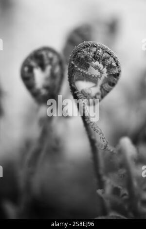 Felce maschio comune, due foglie di felce arrotolate, raffigurate simmetricamente dalla «schiena» alla «schiena» Foto Stock