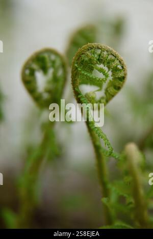 Felce maschio comune, due foglie di felce arrotolate, raffigurate simmetricamente dalla «schiena» alla «schiena» Foto Stock