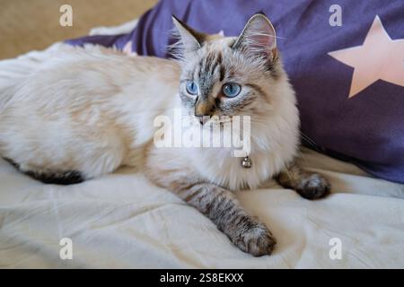Gatto siberiano della razza Neva Masquerade disteso sul letto. Primo piano. Foto Stock