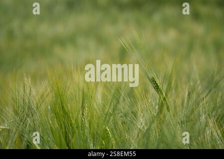 Orecchie d'orzo nel campo Foto Stock