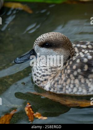 Anatra marmorizzata (Anas angustirostris) sull'acqua Foto Stock