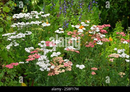 Fiori estivi misti, tra cui monkshood o Aconitum e Achillea millefolium o yarrow comune nel giardino del Regno Unito ad agosto Foto Stock