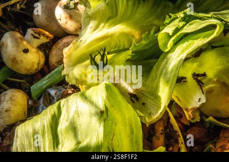 Rifiuti alimentari verdi sul cumulo di compostaggio Foto Stock