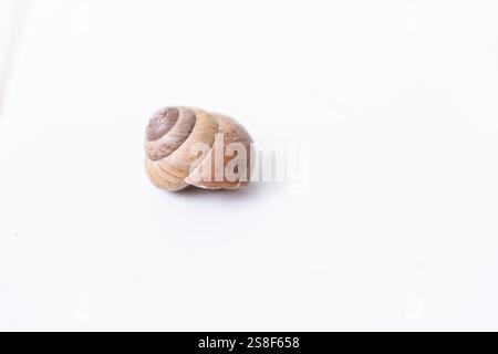 Primo piano di una chiocciola a spirale marrone su sfondo bianco, che mostra i suoi motivi e le sue texture intricate. Foto Stock