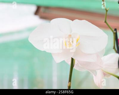 Primo piano del fiore bianco dell'orchidea Phalaenopsis in un ambiente interno che mostra i suoi delicati petali e i dettagli intricati. Foto Stock