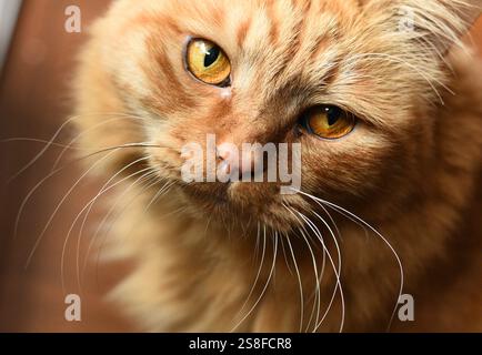 Bello gatto Foto Stock