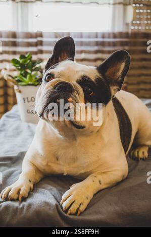 Francese in casa Foto Stock