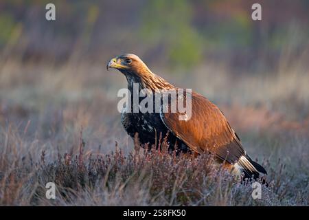 Aquila d'oro europea (Aquila chrysaetos chrysaetos) giovanile in inverno nella brughiera Foto Stock