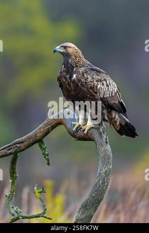 Aquila reale europea (Aquila chrysaetos chrysaetos) immatura appollaiata su un ramo nella brughiera / brughiera in inverno Foto Stock