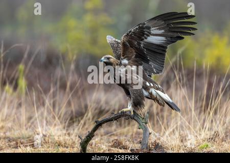 Aquila reale europea (Aquila chrysaetos chrysaetos) immatura appollaiata su un ramo nella brughiera / brughiera in inverno Foto Stock