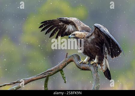 Aquila reale europea (Aquila chrysaetos chrysaetos) immatura appollaiata su un ramo nella brughiera / brughiera in inverno Foto Stock